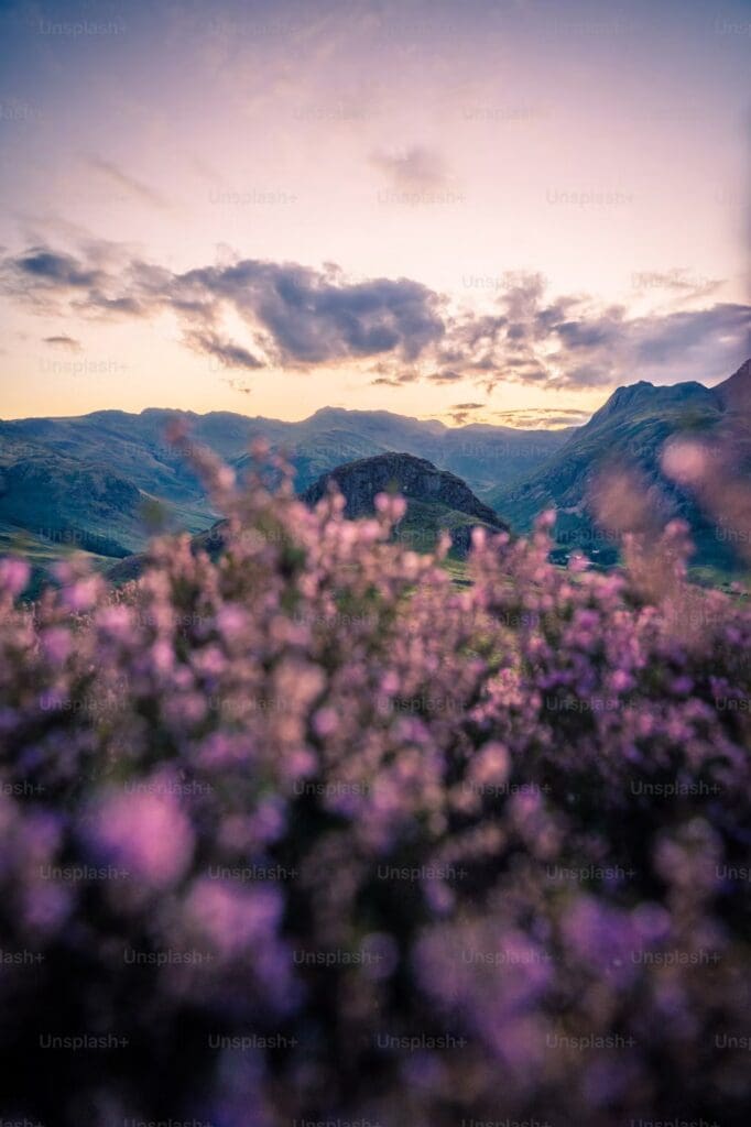 Purple wildflowers with mountains at sunset